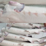 صادرات گوشت ماهی خاویار به عمان
